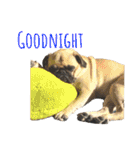 ！パグ モグ スタンプ！PUG（個別スタンプ：34）