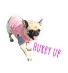 ！パグ モグ スタンプ！PUG（個別スタンプ：35）