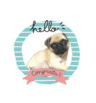 ！パグ モグ スタンプ！PUG（個別スタンプ：37）