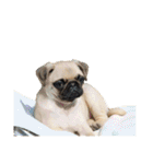 ！パグ モグ スタンプ！PUG（個別スタンプ：38）