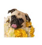 ！パグ モグ スタンプ！PUG（個別スタンプ：39）