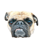 ！パグ モグ スタンプ！PUG（個別スタンプ：40）