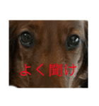 バディときどきアルバ（個別スタンプ：2）
