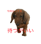 バディときどきアルバ（個別スタンプ：5）