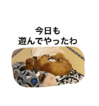 バディときどきアルバ（個別スタンプ：8）