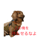 バディときどきアルバ（個別スタンプ：13）