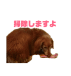 バディときどきアルバ（個別スタンプ：19）