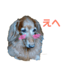 バディときどきアルバ（個別スタンプ：21）
