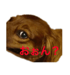 バディときどきアルバ（個別スタンプ：23）