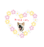 柴犬さばくんの日常で使えるスタンプ2。（個別スタンプ：1）