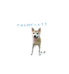 柴犬さばくんの日常で使えるスタンプ2。（個別スタンプ：3）