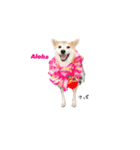 柴犬さばくんの日常で使えるスタンプ2。（個別スタンプ：4）