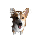 うちの長男ココ（個別スタンプ：5）