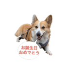 うちの長男ココ（個別スタンプ：6）