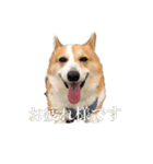うちの長男ココ（個別スタンプ：7）