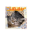 金澤さんちのさくらとひめ2（個別スタンプ：5）