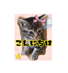 金澤さんちのさくらとひめ2（個別スタンプ：6）