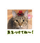 金澤さんちのさくらとひめ2（個別スタンプ：8）