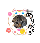 金澤さんちのさくらとひめ2（個別スタンプ：12）