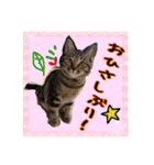 金澤さんちのさくらとひめ2（個別スタンプ：17）