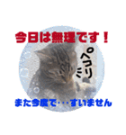 金澤さんちのさくらとひめ2（個別スタンプ：23）