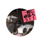 金澤さんちのさくらとひめ2（個別スタンプ：31）