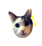 高橋家の猫たち（個別スタンプ：1）