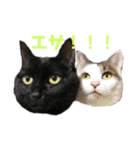 高橋家の猫たち（個別スタンプ：2）