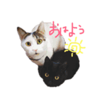 高橋家の猫たち（個別スタンプ：3）