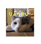 高橋家の猫たち（個別スタンプ：4）