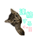 チビ、たま（個別スタンプ：2）