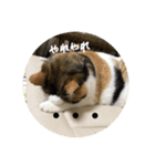 チビ、たま（個別スタンプ：3）