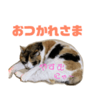 チビ、たま（個別スタンプ：4）