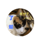 チビ、たま（個別スタンプ：6）