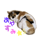 チビ、たま（個別スタンプ：7）