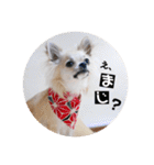 チワワのココたん（個別スタンプ：5）