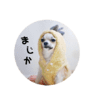チワワのココたん（個別スタンプ：6）