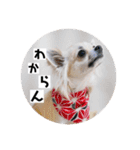 チワワのココたん（個別スタンプ：8）