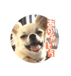 チワワのココたん（個別スタンプ：9）