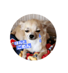 チワワのココたん（個別スタンプ：11）