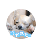 チワワのココたん（個別スタンプ：16）