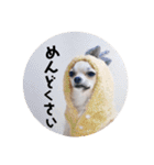 チワワのココたん（個別スタンプ：18）