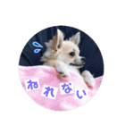 チワワのココたん（個別スタンプ：20）
