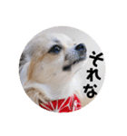 チワワのココたん（個別スタンプ：22）