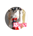 チワワのココたん（個別スタンプ：24）