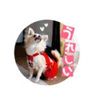 チワワのココたん（個別スタンプ：30）
