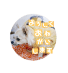 チワワのココたん（個別スタンプ：31）