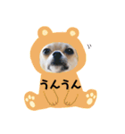 チワワのココたん（個別スタンプ：32）