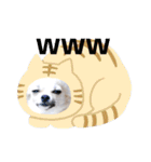 チワワのココたん（個別スタンプ：33）