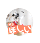 チワワのココたん（個別スタンプ：34）